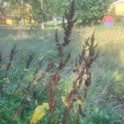 Skrotehøymol (Rumex obtusifolius subsp. obtusifolius)