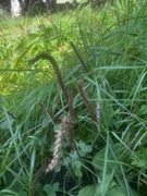 Groblad (Plantago major)