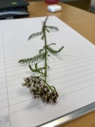 Ryllik (Achillea millefolium)