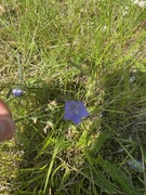 Blåklokke (Campanula rotundifolia)