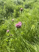 Rødkløver (Trifolium pratense)