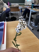 Ryllik (Achillea millefolium)