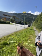 Føllblom (Scorzoneroides autumnalis)