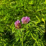 Rødkløver (Trifolium pratense)