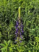 Hagelupin (Lupinus polyphyllus)