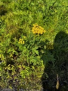 Reinfannslekta (Tanacetum)