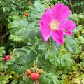 Rynkerose (Rosa rugosa)