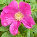 Rynkerose (Rosa rugosa)