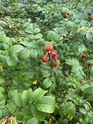 Rynkerose (Rosa rugosa)