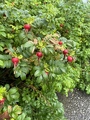 Rynkerose (Rosa rugosa)