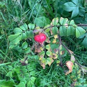 Rynkerose (Rosa rugosa)