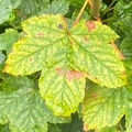 Platanlønn (Acer pseudoplatanus)