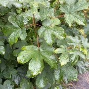 Sycamore (Acer pseudoplatanus)
