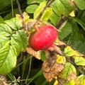 Rynkerose (Rosa rugosa)