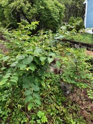 Parkslirekne (Reynoutria japonica)