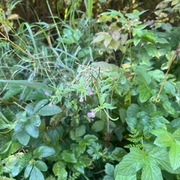 Krattmjølke (Epilobium montanum)