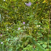 Krattmjølke (Epilobium montanum)
