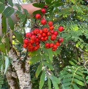 Rogn (Sorbus aucuparia)