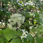 Sløke (Angelica sylvestris)