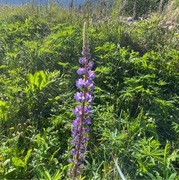 Hagelupin (Lupinus polyphyllus)