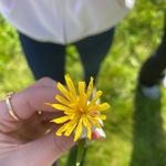 Sumphaukeskjegg (Crepis paludosa)