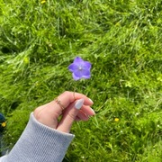 Blåklokke (Campanula rotundifolia)