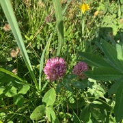 Rødkløver (Trifolium pratense)