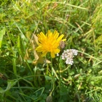 Kystgrisøyre (Hypochaeris radicata)