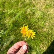 Føllblom (Scorzoneroides autumnalis)