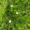 Grasstjerneblom (Stellaria graminea)