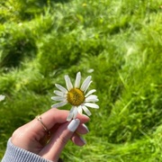 Prestekrage (Leucanthemum vulgare)