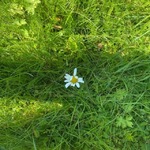 Prestekrage (Leucanthemum vulgare)