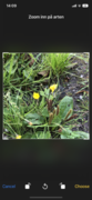 Geitrams (Epilobium angustifolium)