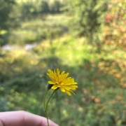 Kystgrisøyre (Hypochaeris radicata)