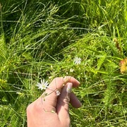 Grasstjerneblom (Stellaria graminea)