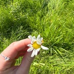 Prestekrage (Leucanthemum vulgare)