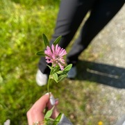 Rødkløver (Trifolium pratense)