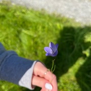 Blåklokke (Campanula rotundifolia)