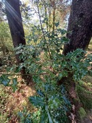 Karsporeplanter (Pteridophyta)