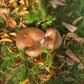 Soppriket (Fungi)