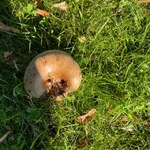 Soppriket (Fungi)