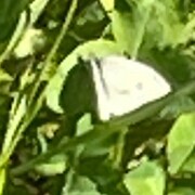 Green-veined White (Pieris napi)