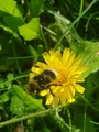 Lys jordhumle (Bombus lucorum)