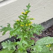 Åkersvineblom (Senecio vulgaris)