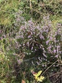 Røsslyng (Calluna vulgaris)