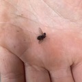 Tovinger (Diptera)