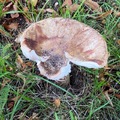 Fluesopper (Amanita)