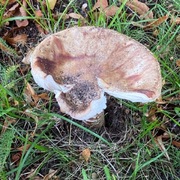 Fluesopper (Amanita)