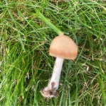 Soppriket (Fungi)