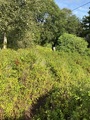 Hekkspirea (Spiraea salicifolia)